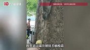 游客称在西湖边散步时被松鼠咬伤，花1300多元打狂犬疫苗