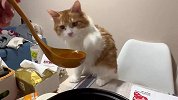 宠物解说：猫闻到这些臭味的表情，哪只更夸张？