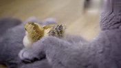 小鸡错把猫咪当妈妈，猫咪一脸生无可恋，场面萌翻了