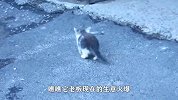 流浪猫闯入超市大闹要吃的，大叔笑着举起刀