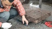 男子每天收两千只“老鼠”，供餐馆“烧烤”摊，30一斤供不应求