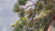 五针松的养殖方法和注意事项