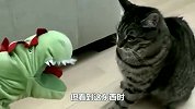 猫遇见鳄鱼呆住了，下一秒看清是玩具后，猫的反应十分的爆笑