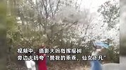 4位大妈为拍视频狂摇樱花树，边摇边夸赞同伴：我滴乖乖仙女下凡