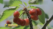 缤纷水果夏飘香——樱桃