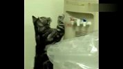 猫咪自食其力 按下饮水机偷水喝