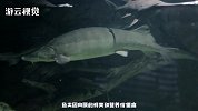 最大淡水鱼，一条能达到几千斤，目前已经被吃成保护动物