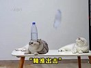 盘点满级猫咪的高能瞬间