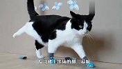 给猫穿上袜子，再把速度放慢10倍，网友：每一步都是大佬的姿态