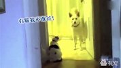 汪星人最怕的动物竟然是只猫！