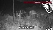 监控拍摄象群现身云南景洪，村民回应：大象没有觅食，匆匆走了