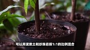 木荷的养殖方法和注意事项