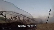 200只野鸭正在觅食，“砰”的一声巨响，鸭群“全军覆没”！