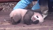 熊猫赖在地上不起，奶爸怎么喊都没用，谁家的汤圆掉地上了？