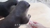 铲屎官把吃的放进瓶子里，水獭能吃到吗？结局铲屎官都懵了