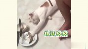 宠物干饭大赏，智商不高，干饭很猛