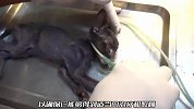 瘦成皮包骨头的猫咪，孤零零的躺在地上，幸亏遇见了善良的小姐姐