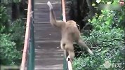 猴子走钢丝扭屁股 一看就不是什么正经猴