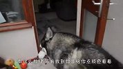家里传出猫叫声，哈士奇听到后，接下来忍住别笑