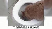 宠物冷知识：你家猫咪也喝过马桶水嘛？