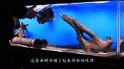 巨型鱼缸只养一条观赏鱼，都说浪费，主人：不敢养啊！