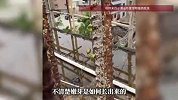 男子家未盖完的房子钢筋里发出嫩芽，当事人：钢筋外没种子，停工一段时间发现的