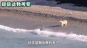 海象死去的躺在海边，北极熊发现后想饱餐一顿，最后却坑了自己