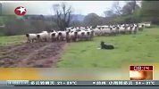 怕羊的牧羊犬 看到羊群落荒而逃-6月26日