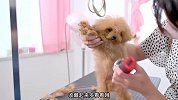 小狗狗美容美发后变的更可爱啦
