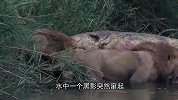 狮子正在大快朵颐，“惊喜”却送上门来，直接被吓得原地起飞！