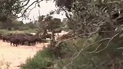 野牛被几只狮子按倒在地，危急时刻牛群冲了过来，狮子当场秒怂