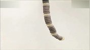 重口味！麻省理工学院展示蠕虫般的机械臂