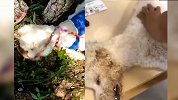 大连巨型贵宾犬被拴树上等死事件反转 系宠物店主自导自演
