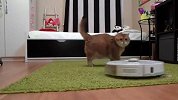 主人把猫咪抱到扫地机器人上，看到喵星人的反应，差点笑喷