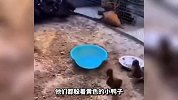猫咪监督孩子写作业 这也太逗了吧哈哈