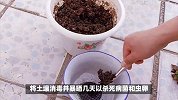 海仙花的养殖方法和注意事项