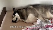 主人把哈士奇独自放在家，查看监控，结果肠子差点悔青了