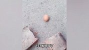 零下33℃的东北有多硬核？用板砖砸鸡蛋，搬砖碎了鸡蛋没事