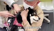 铲屎官带3只柴犬去打针，场面一片混乱，镜头记录爆笑全程