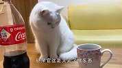 喵星人第一次见到碳酸饮料，这反应也太逗了，看一次笑一次