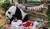 马来西亚大熊猫“谊谊”的五岁生日