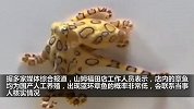 山姆称顾客在店买到蓝环章鱼概率很低 该物种毒性是眼镜蛇的50倍