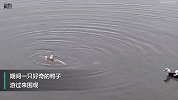 罕见！章鱼用触角缠住海鸥拖进水里 好奇鸭子围观