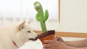 铲屎官买了个会动的仙人掌，柴犬看到后，接下来忍住别笑