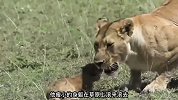 狮王差点杀死自己的儿子，小狮子对母狮大发雷霆，母狮很为难