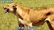 雌狮失去幼崽，面对新生的小角马，母爱泛滥不忍心吃掉小脚马