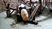 看到过的最有母爱的熊猫妈妈，为了熊猫宝宝，举动暖哭了