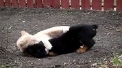 搞笑-20120320-Puppy.VS.Cat.Fight!!!