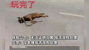 原价两千的农村犬只被撞死，司机只赔一千，交警：没牵绳按流浪狗处理
