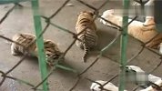 黑龙江东北虎诞下五胞胎 饲养员24小时监护